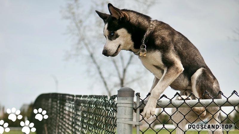 How To Stop Your Dog From Jumping the Fence?