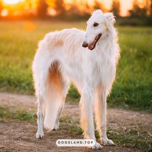 

[tps_title]

The Russian Borzoi is one of the strangest looking dog breeds

[/tps_title]

