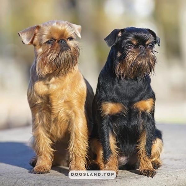 

[tps_title]

The Brussels Griffon is a small, toy-sized dog that is known for its distinctive facial features

[/tps_title]

