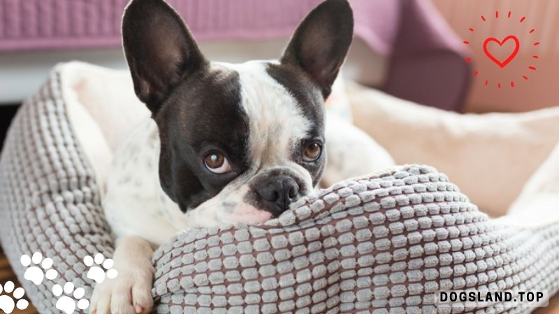 Is Your Dog Bored and in Danger at Home