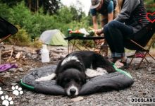 5 Benefits of Camping With Your Dog