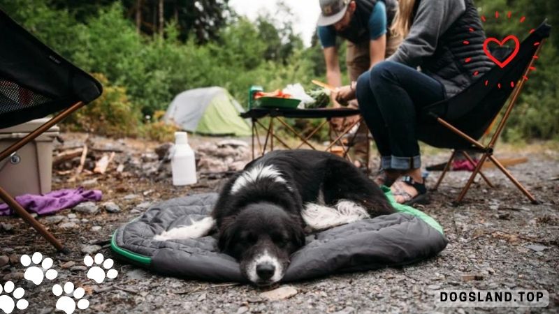 5 Benefits of Camping With Your Dog