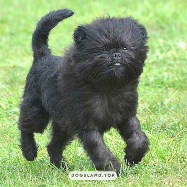

[tps_title]

The Affenpinscher dog is a small, wiry-haired terrier-like toy breed of dog

[/tps_title]

