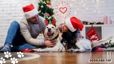 14 Ways Dogs Bring Love and Light to the Holiday Season