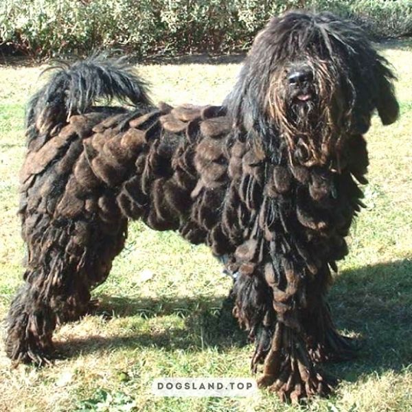 

[tps_title]

The Bergamasco Shepherd is a large, shaggy-coated herding dog

[/tps_title]

