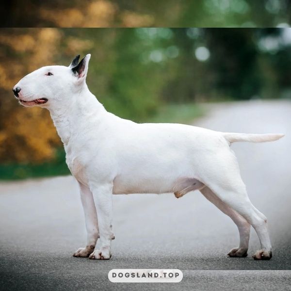 

[tps_title]

The Bull Terrier is the strangest looking dog breeds. Its head is shaped like a egg

[/tps_title]

